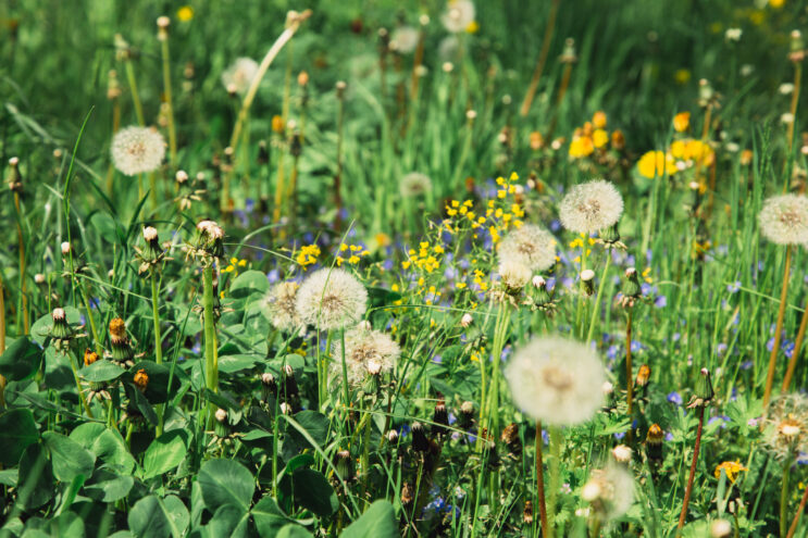 Суббота в Тверской области будет теплой
