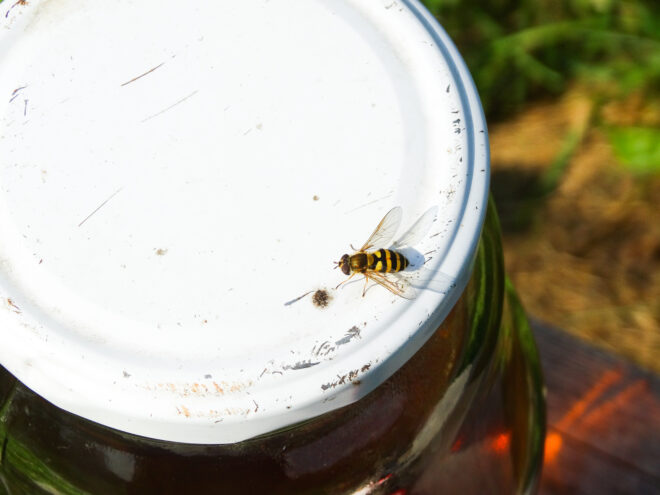 Жителям Тверской области напомнили, как защитить себя от укуса осы Жителям Тверской области напомнили, как защитить себя от укуса осы