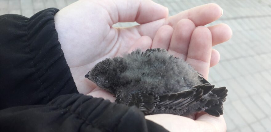 Житель Тверской области поможет взлететь маленькому стрижонку