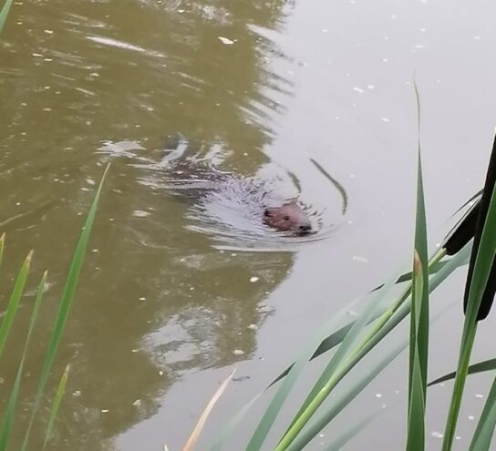 В одном из прудов в Тверской области поселился бобер