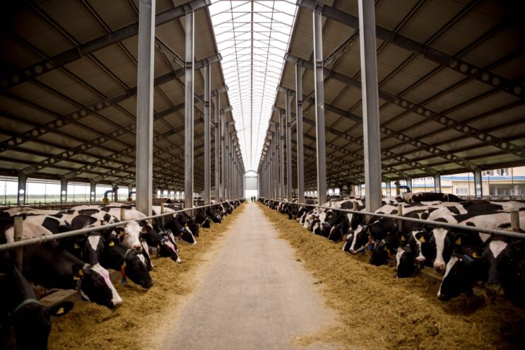 В Тверской области продолжают расширять меры поддержки животноводства и растениеводства