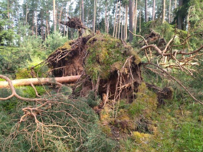 К 12.00 мск восстановлено электроснабжение более 50 % пострадавших от непогоды потребителей Тверской области