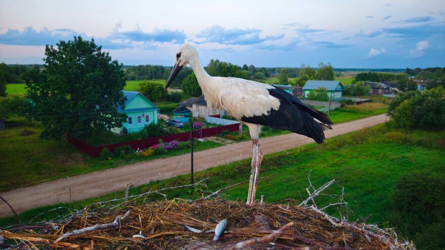 Жители Тверской области спасают птенцов-сирот Жители Тверской области спасают птенцов-сирот