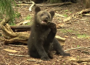 В Тверской области медвежата-сироты играют и кушают «лесные витамины» В Тверской области медвежата-сироты играют и кушают «лесные витамины»