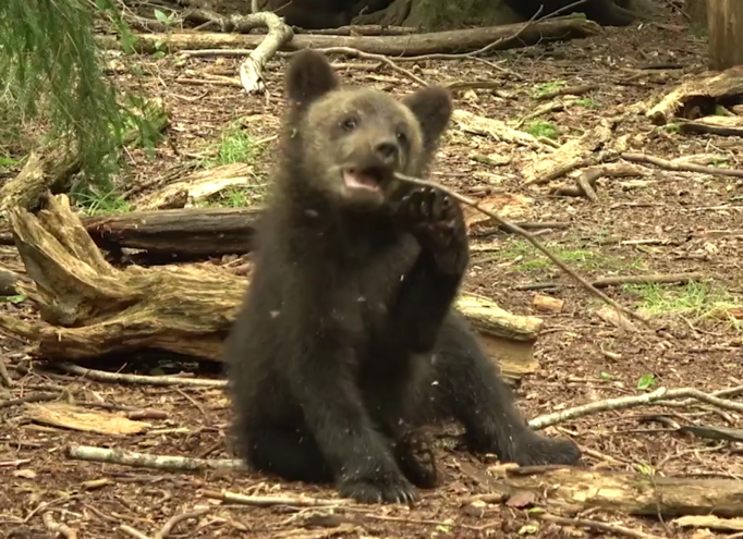 В Тверской области медвежата-сироты играют и кушают «лесные витамины»
