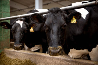 В Тверской области растут объёмы производства молока