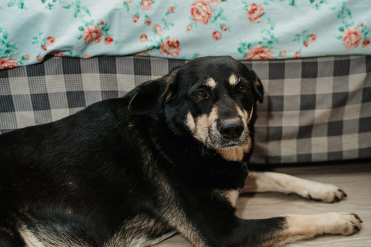 Под Тверью от опасного лекарства умерла собака Под Тверью от опасного лекарства умерла собака