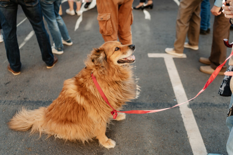 Жителей Тверской области предупредили о новом правиле ввоза домашних питомцев в страны Евросоюза