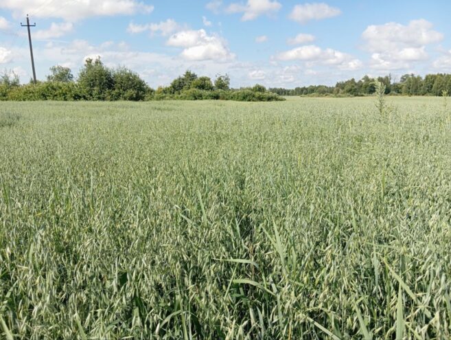 Управление провело мониторинг зерновых полей Краснохолмского округа
