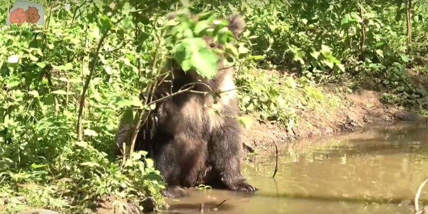 В Центре спасения медвежат-сирот в Тверской области запечатлели купающихся подопечных В Центре спасения медвежат-сирот в Тверской области запечатлели купающихся подопечных