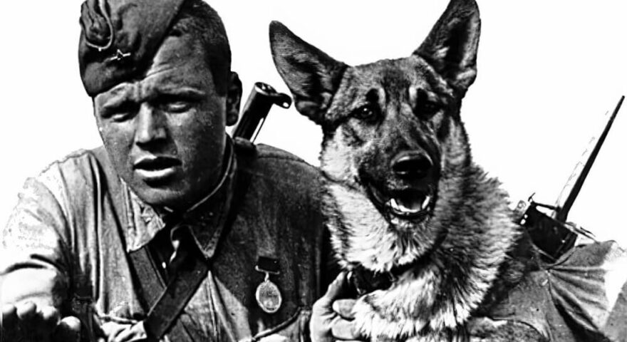 Жителям Твери расскажут о служебных собаках Калининского фронта Жителям Твери расскажут о служебных собаках Калининского фронта