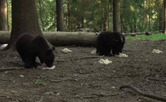В Тверской области медвежат-сирот отучают от мисок