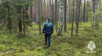 За один день в Тверской области четыре раза спасли заблудившихся грибников За один день в Тверской области четыре раза спасли заблудившихся грибников