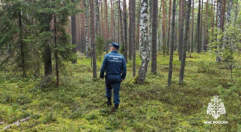 За один день в Тверской области четыре раза спасли заблудившихся грибников За один день в Тверской области четыре раза спасли заблудившихся грибников