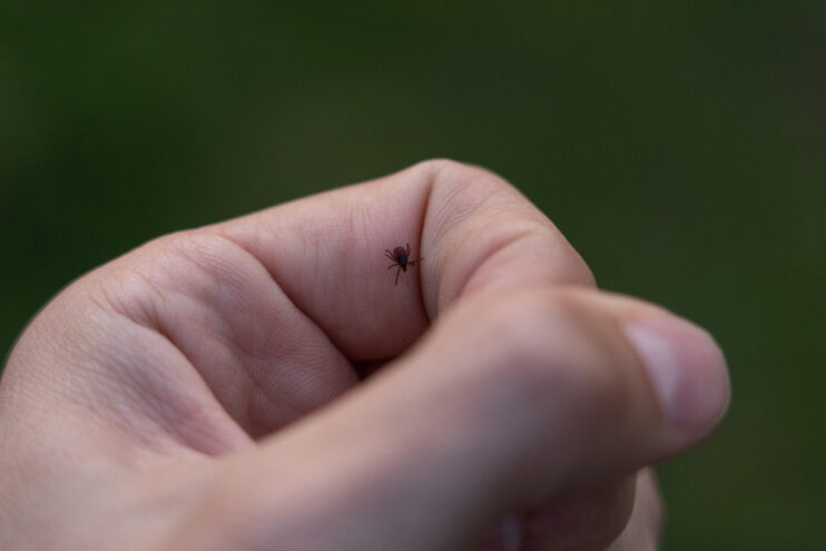 За неделю от клещей пострадали больше 60 жителей Тверской области За неделю от клещей пострадали больше 60 жителей Тверской области