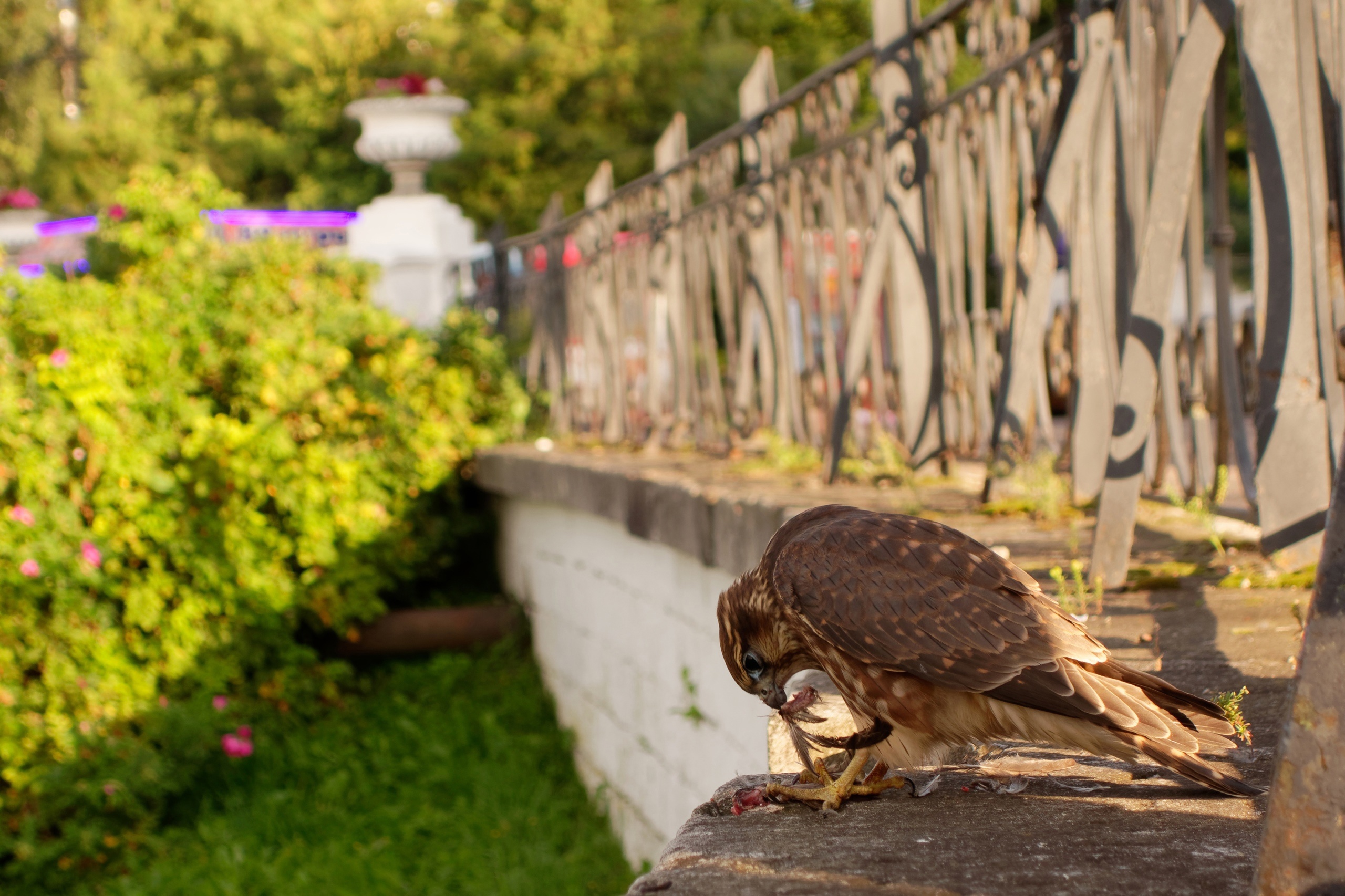 В Твери сфотографировали краснокнижную хищную птицу В Твери сфотографировали краснокнижную хищную птицу