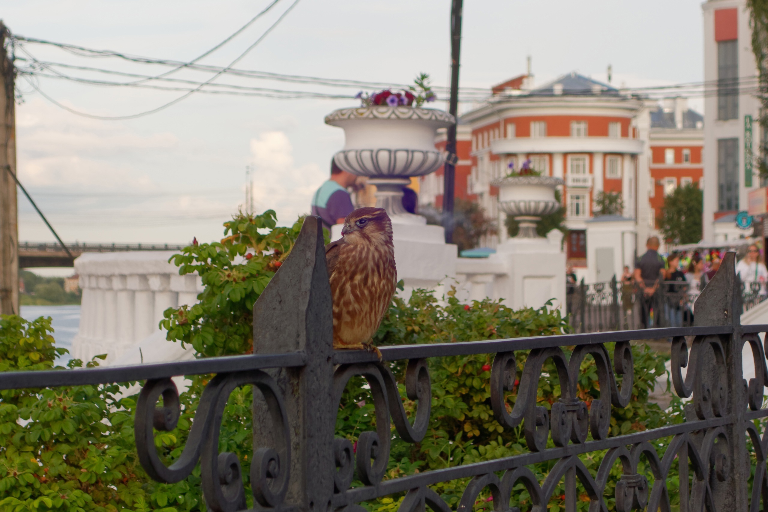В Твери сфотографировали краснокнижную хищную птицу В Твери сфотографировали краснокнижную хищную птицу