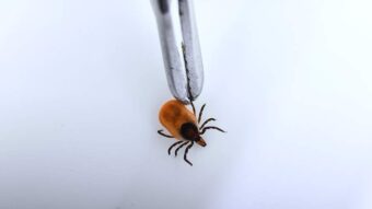 За неделю в Тверской области клещи покусали больше 200 человек За неделю в Тверской области клещи покусали больше 200 человек