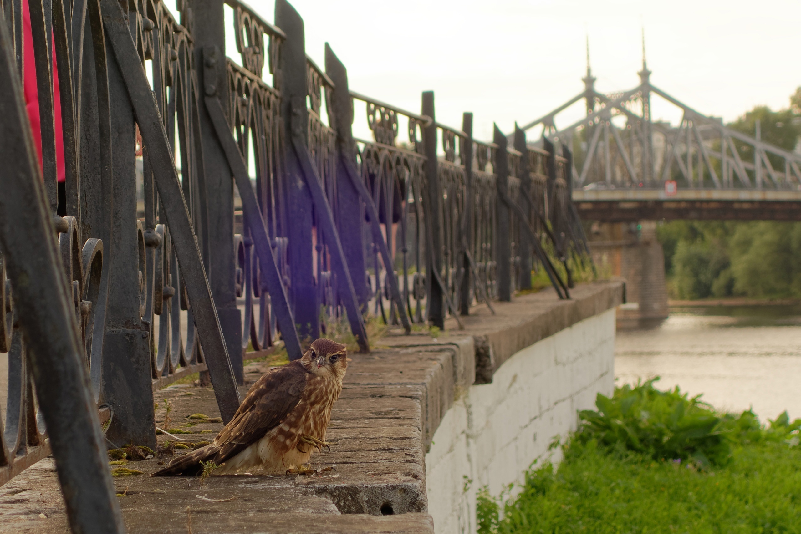 В Твери сфотографировали краснокнижную хищную птицу В Твери сфотографировали краснокнижную хищную птицу