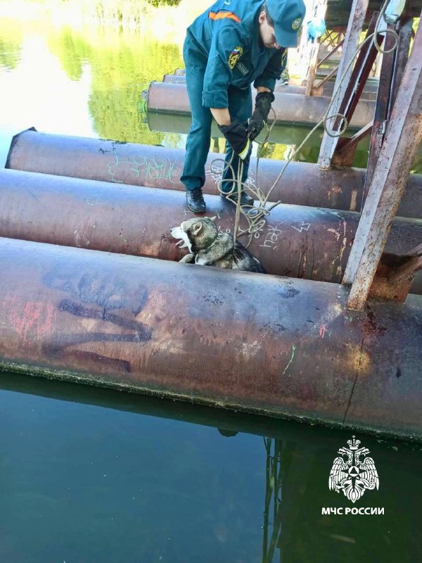 В Тверской области спасли застрявшую на мосту собаку В Тверской области спасли застрявшую на мосту собаку