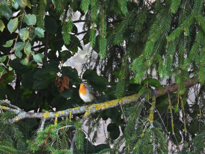 В Твери заметили "лесной огонёк"