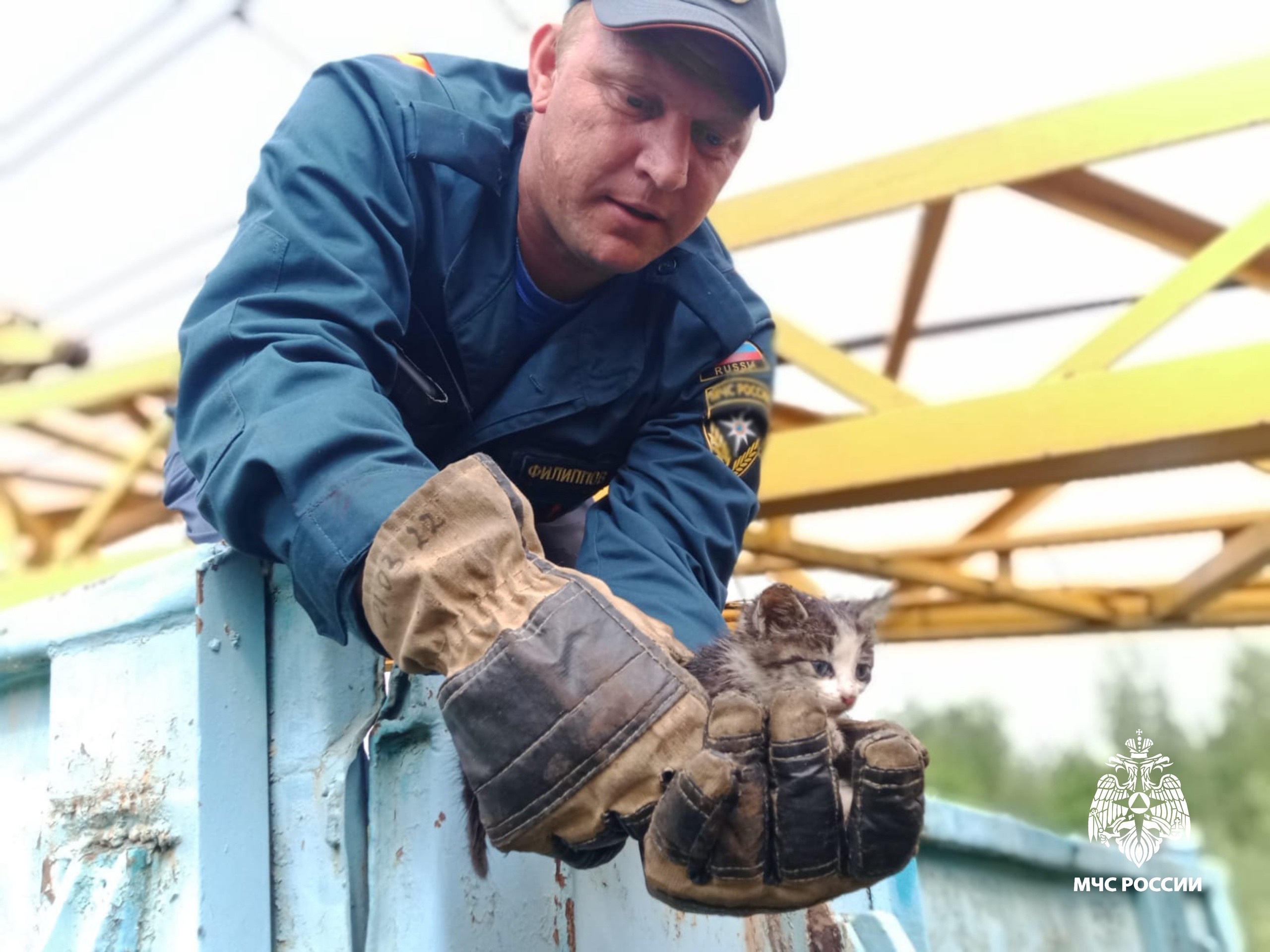На станции Бологое спасли котенка, застрявшего под поездом На станции Бологое спасли котенка, застрявшего под поездом