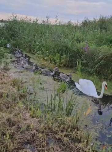 В Тверской области лебеди показали людям своих птенцов