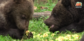 В Тверской области медвежата «отмечают» Яблочный Спас В Тверской области медвежата «отмечают» Яблочный Спас