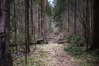 Троих жителей Тверской области наказали за рубку деревьев, отняв грузовик и трактор