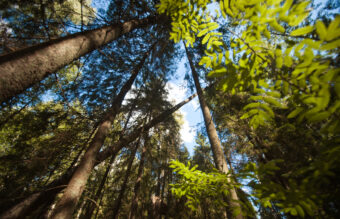 Житель Тверской области лишился трактора и бензопилы из-за незаконной рубки