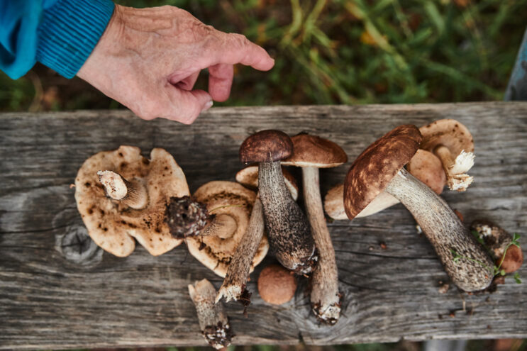 Жителям Тверской области напомнили о мерах профилактики отравлений грибами Жителям Тверской области напомнили о мерах профилактики отравлений грибами