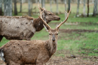 В Тверской области получили строгое наказание охотники вне закона
