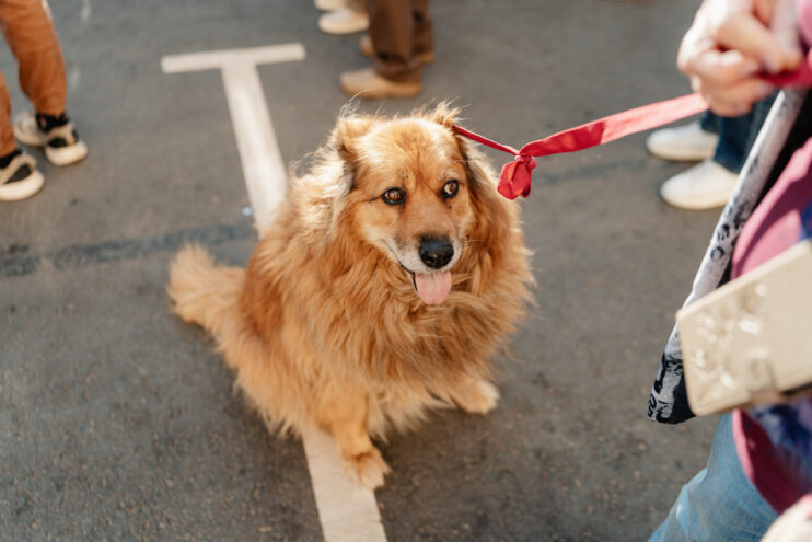 Список ветеринарных клиник для отбора проб крови домашних животных для поездки в зарубежные страны Список ветеринарных клиник для отбора проб крови домашних животных для поездки в зарубежные страны