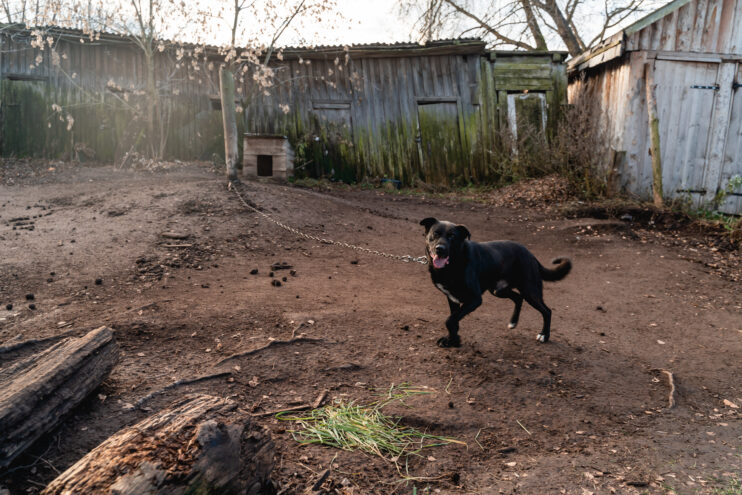 У собаки в деревне Тверской области обнаружили бешенство