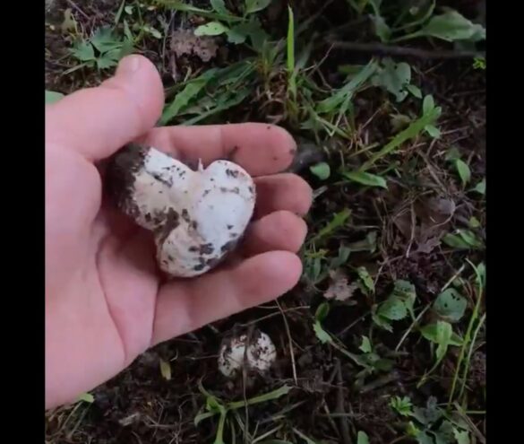 Жители Твери собирают шампиньоны Жители Твери собирают шампиньоны