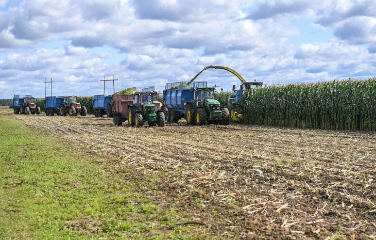 В Тверской области началась уборка кукурузы на силос В Тверской области началась уборка кукурузы на силос