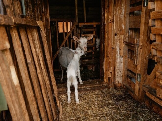 В Андреапольском округе пройдет сезонная сельскохозяйственная ярмарка В Андреапольском округе пройдет сезонная сельскохозяйственная ярмарка