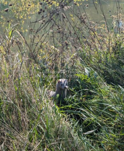 Под Тверью заметили необычного зверька Под Тверью заметили необычного зверька