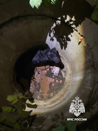 В Тверской области из колодца вытащили упавшую собаку В Тверской области из колодца вытащили упавшую собаку