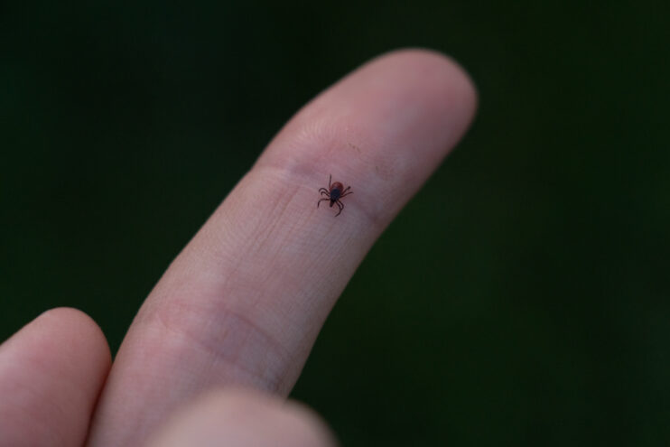 Клещи в Тверской области продолжают кусать по 200 человек в неделю Клещи в Тверской области продолжают кусать по 200 человек в неделю