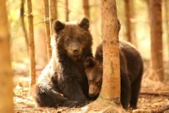 Биологи из Тверской области готовы выпустить в дикую природу подросших медвежат-сирот