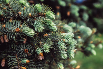 В Тверской области лесоруб вырубил елей на 600 тысяч рублей