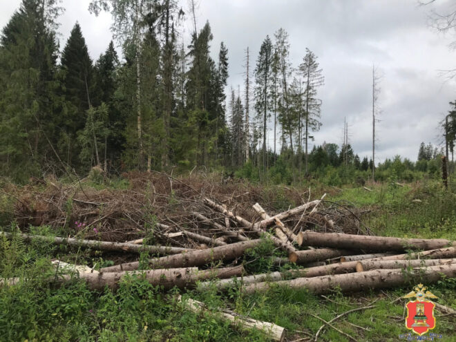 Житель Тверской области незаконно нарубил деревьев на сумму свыше 10 миллионов рублей Житель Тверской области незаконно нарубил деревьев на сумму свыше 10 миллионов рублей