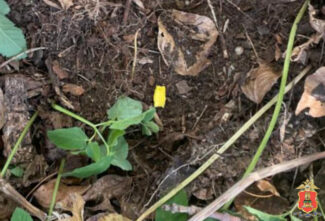 В Твери поймали подозреваемого в попытке сбыта героина