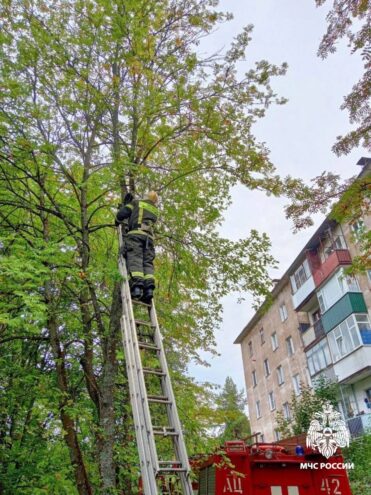 В городе Нелидово спасли застрявшего на дереве кота и подарили ему дом