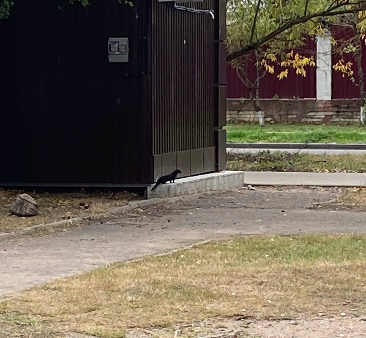 В городе Тверской области заметили норку В городе Тверской области заметили норку