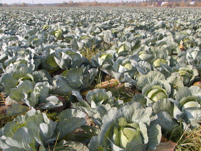 Приметы: Что нельзя делать на Воздвижение Приметы: Что нельзя делать на Воздвижение