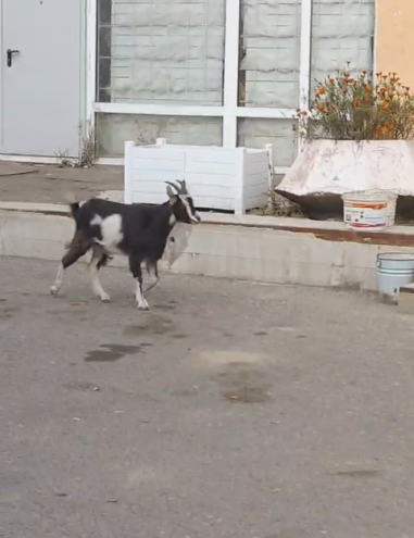 Сбежавшая коза приставала к жителям города в Тверской области Сбежавшая коза приставала к жителям города в Тверской области