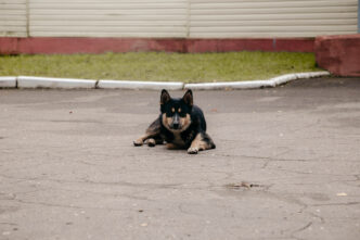 В Верхневолжье с хозяина агрессивной собаки взыскали компенсацию в пользу пострадавшей девочки Жительница Тверской области умерла от инфекции после укуса собаки