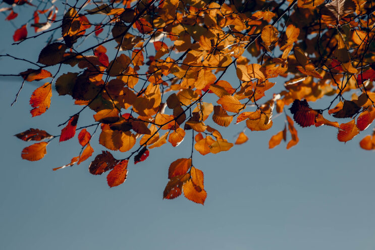 Аномальная жара постепенно уходит из Тверской области